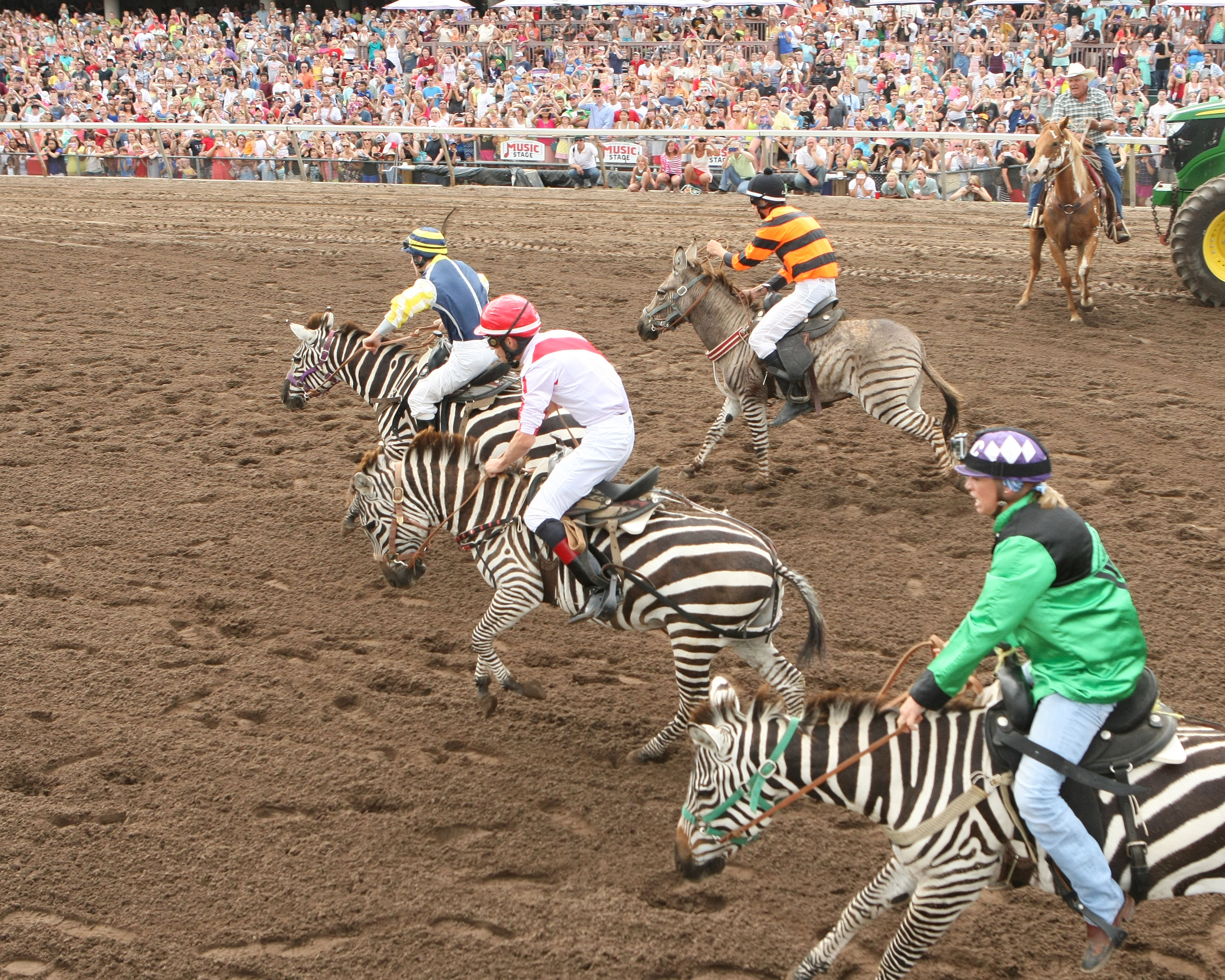 Ostrich Race Canterbury Park