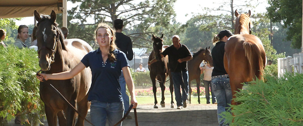 2012 MTA Yearling Sale