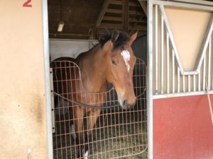 Horse in stall at Canterbury Park 2