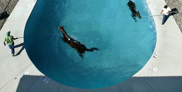 Horse Swimming Pool