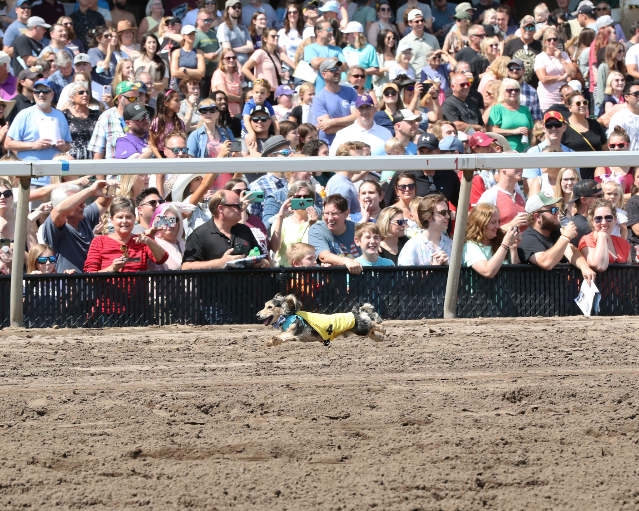 War of the Wiener Dogs Recap Canterbury Park