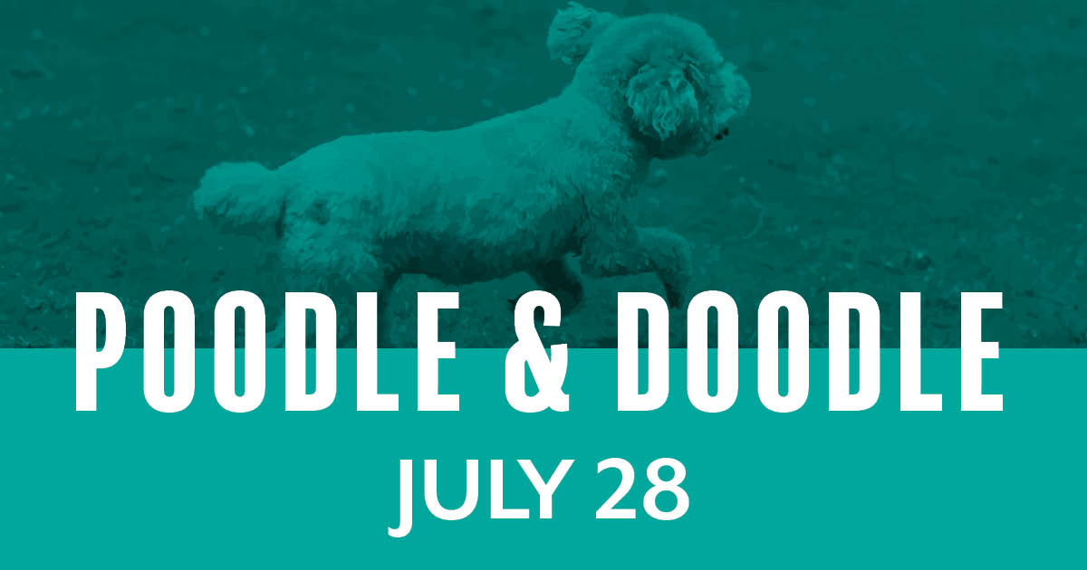 Poodle & Doodle Races